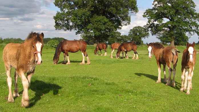 Cotebrook Shire Horse Centre