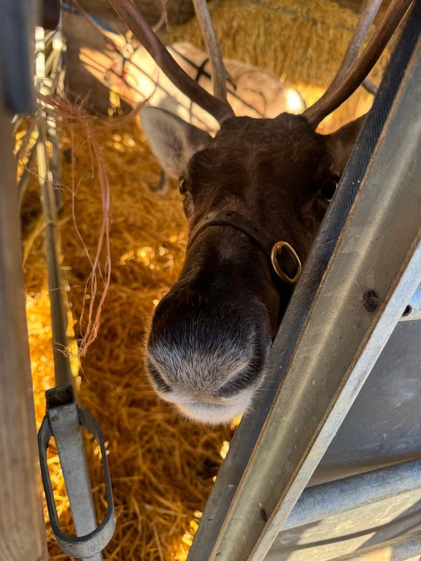 Cotswold Reindeer Herd