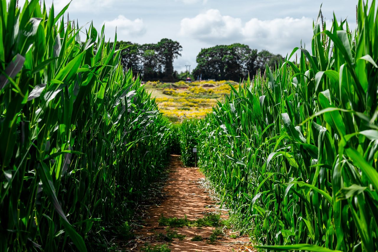 Elton Giant Mazes