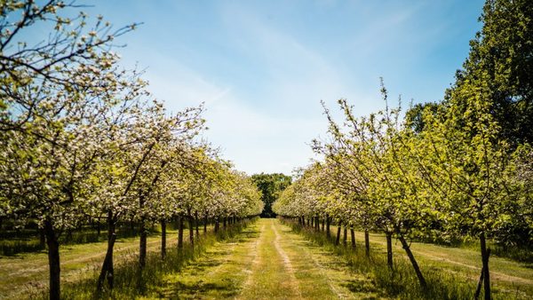 Froginwell Vineyard And Cider Barn
