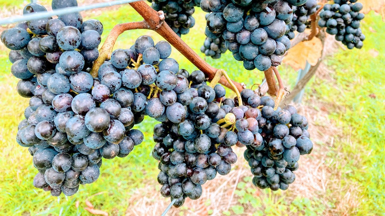 Hanwell Wine Estate