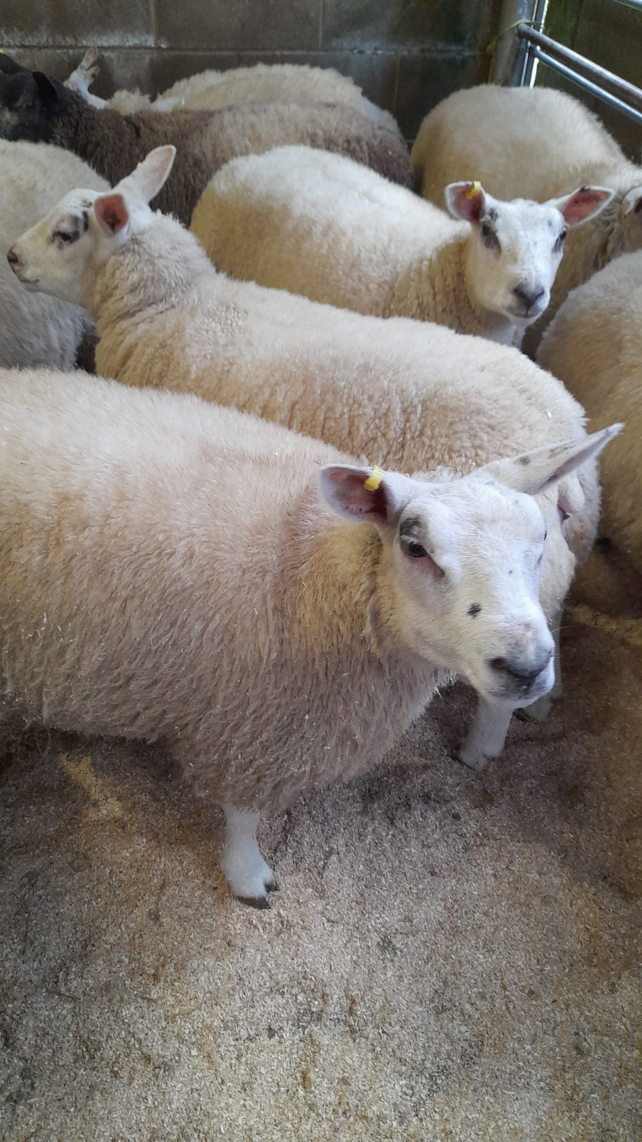 Holmfirth Attested Auction Market Ltd