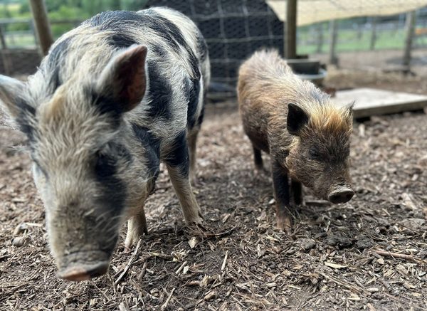 Kew Little Pigs Farm Ltd