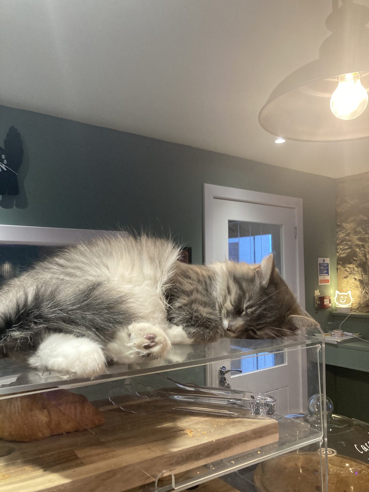 Kitty Cat Cafe