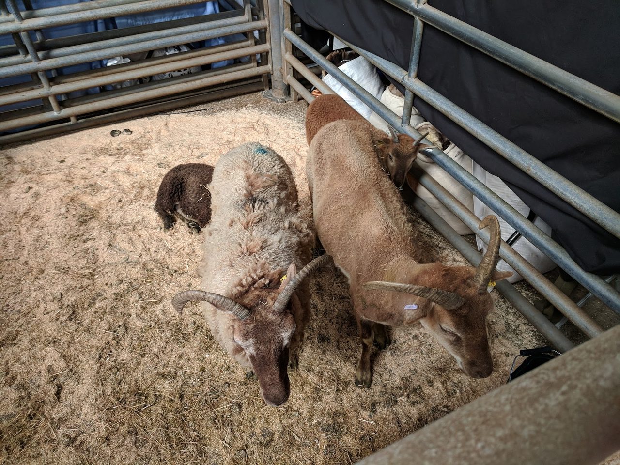 Lakeland Livestock Centre