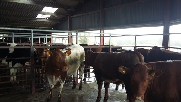 Leyburn Livestock Auction