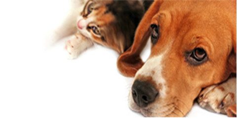 MACKLE PET FOODS