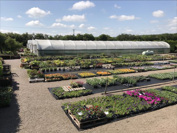 Madley Plants