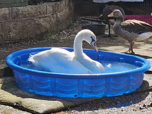 Mansfield Wildlife Rescue