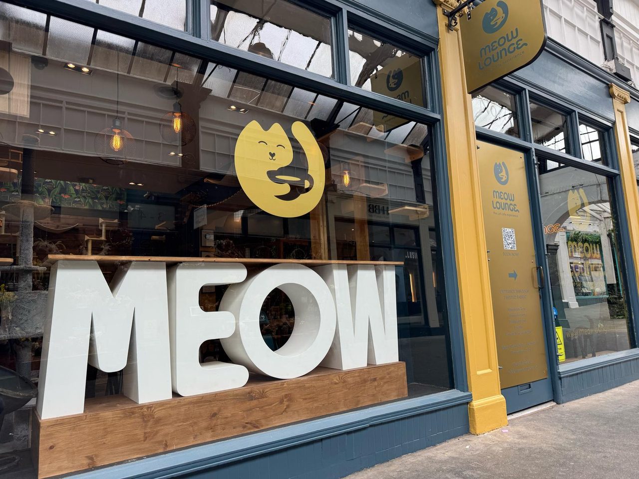 Meow lounge