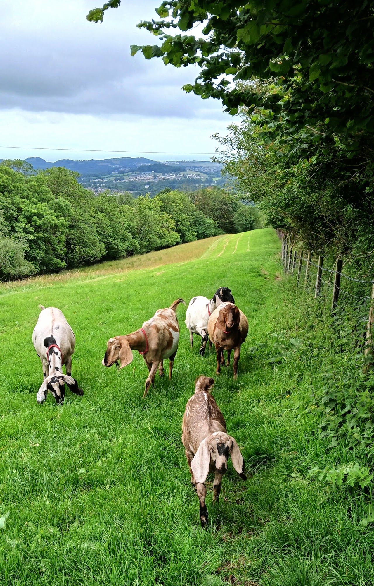 Nannies Goat Milk Soaps Cyf
