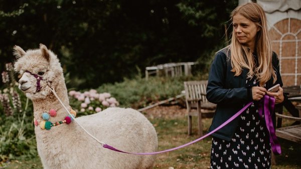 Norfolk Alpacas