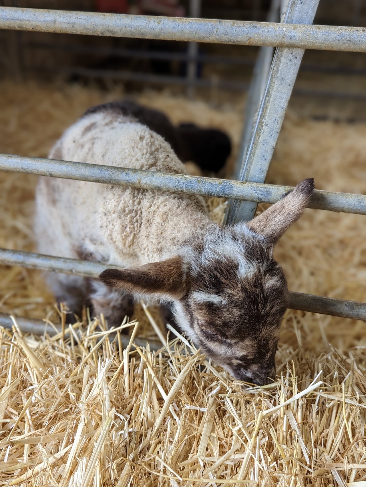 Park Farm Tearooms Limited
