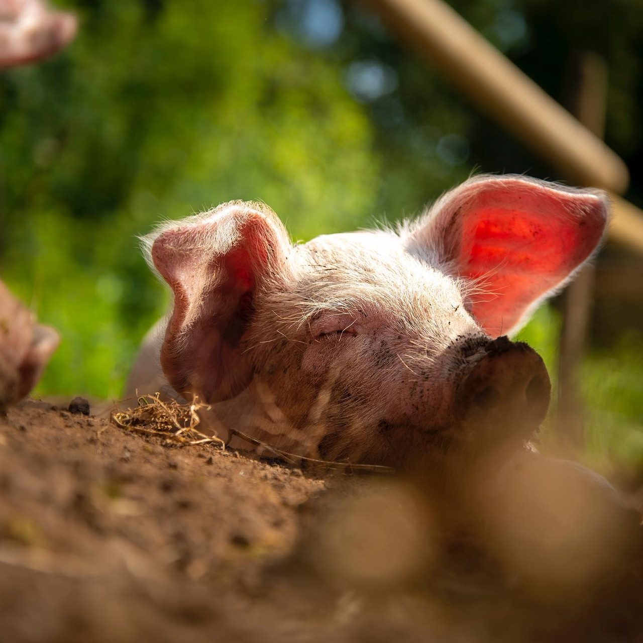 Pear Tree Farm Animal Sanctuary