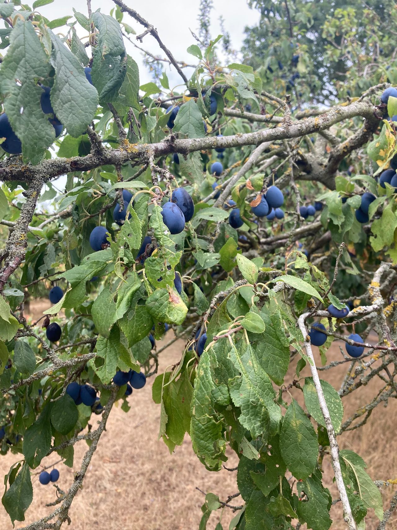 PORK LANE FRUIT FARM