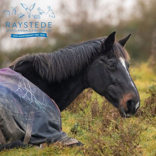 Raystede Centre For Animal Welfare (Cafe)
