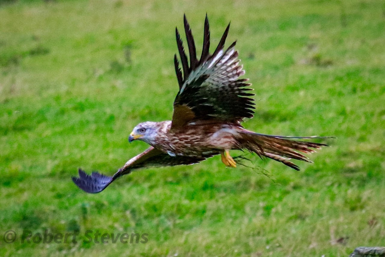 Red Kite Centre