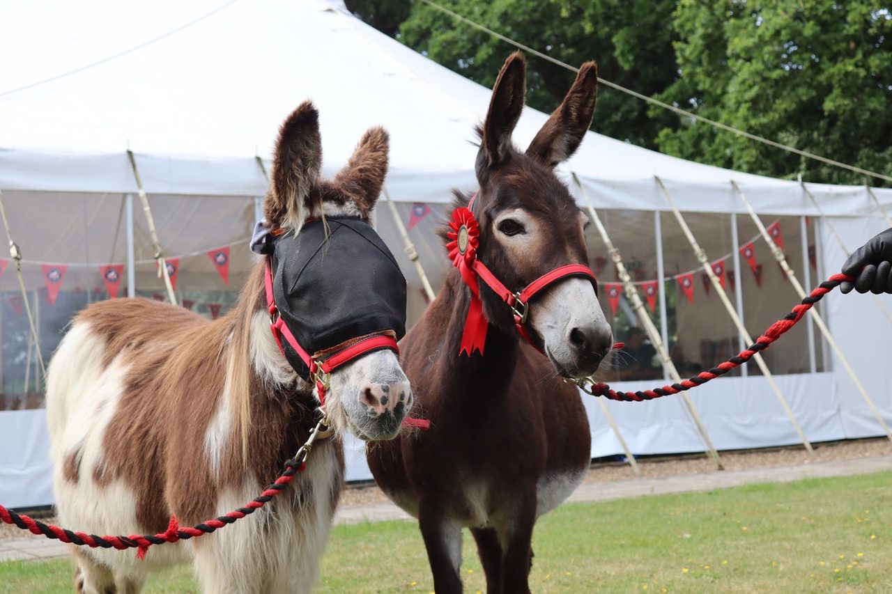 Redwings Horse Sanctuary