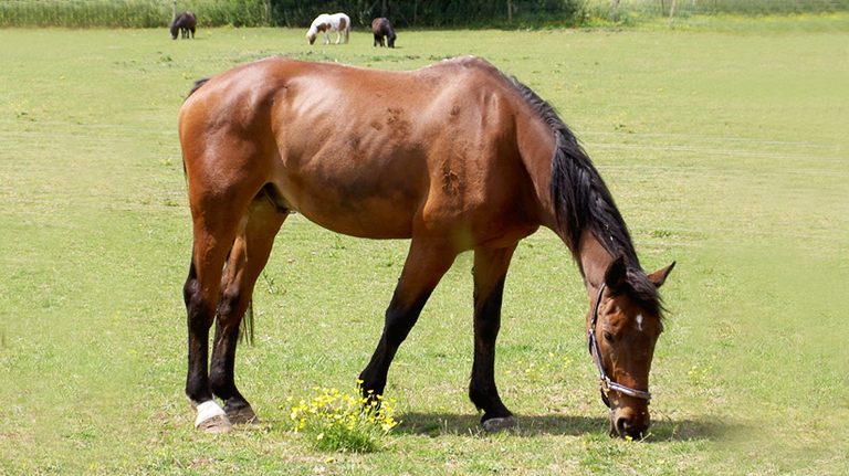 Remus Memorial Horse Sanctuary