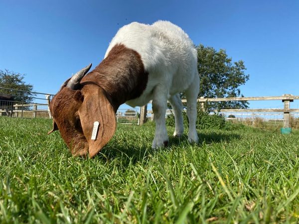 Roves Farm / Roves Farm Shop / Woolly Sheep Cafe