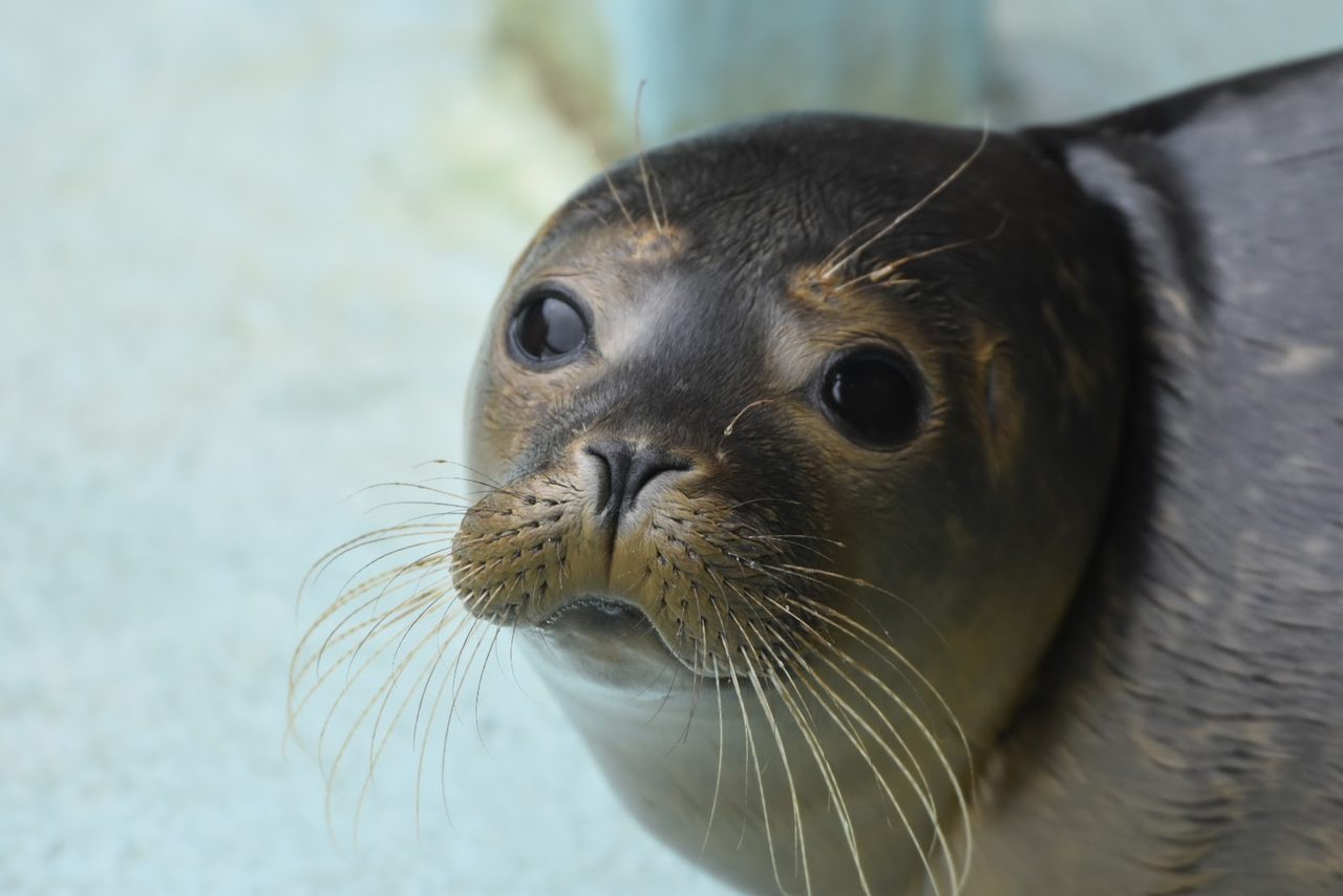 Seal Sanctuary Cafe
