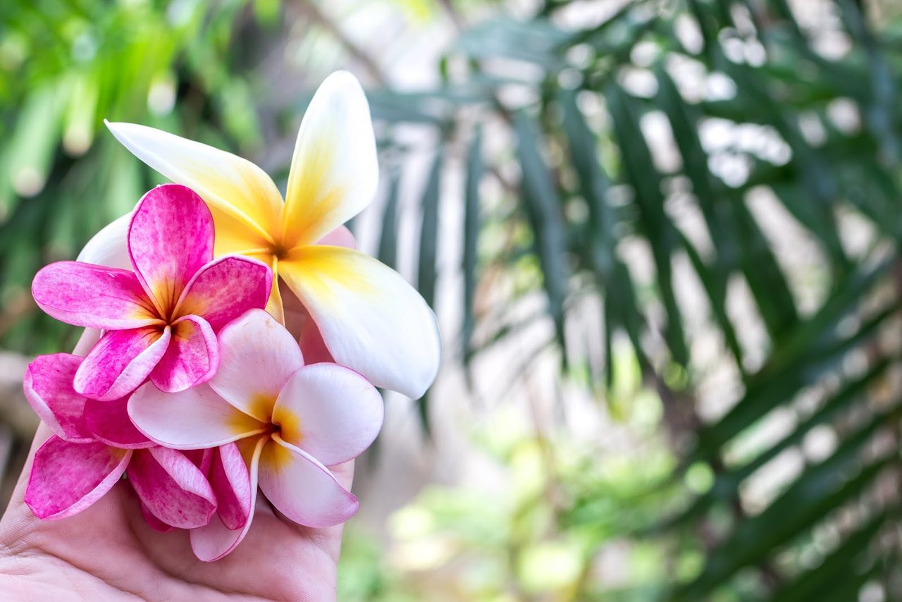 Siam Sakura