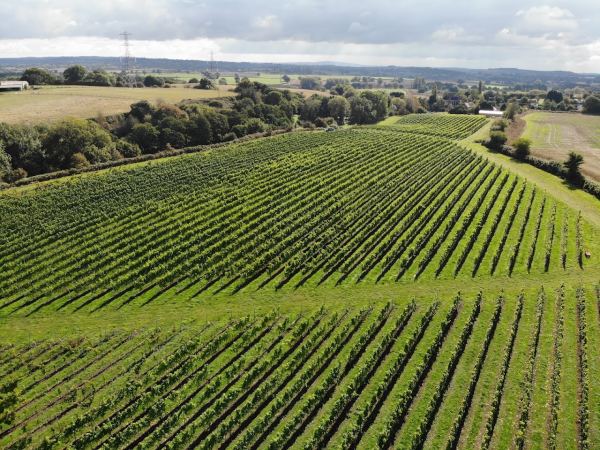 SIP @ Pattingham Vineyards