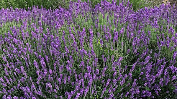 Somerset Lavender