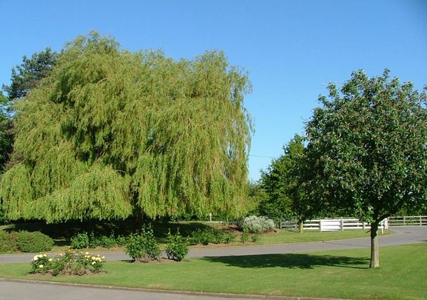 Suffolk Albion Events Limited