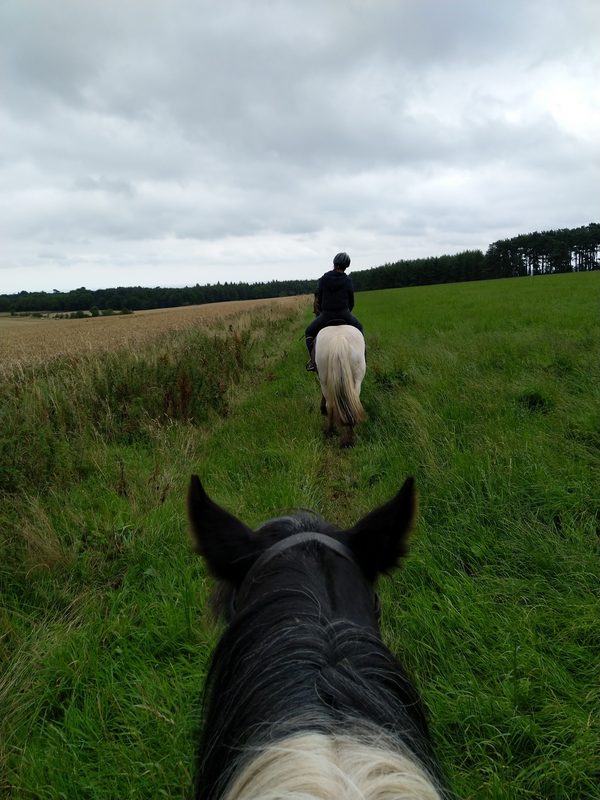 Swinhoe Farm Riding Centre