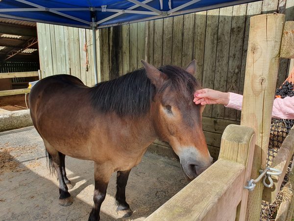 The Exmoor Pony Centre