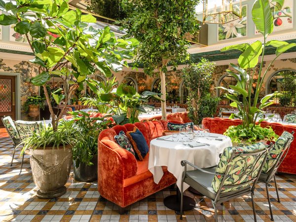 The Ivy