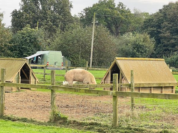 The Pig Place