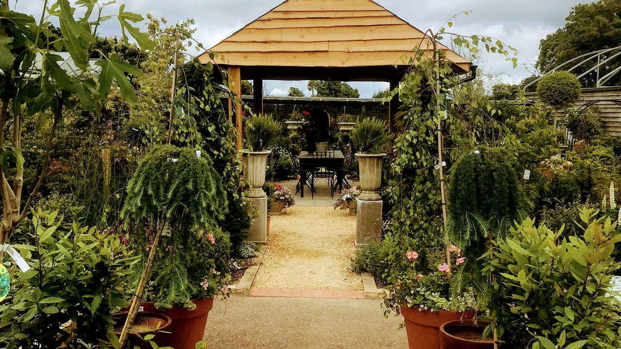 The Tea Room