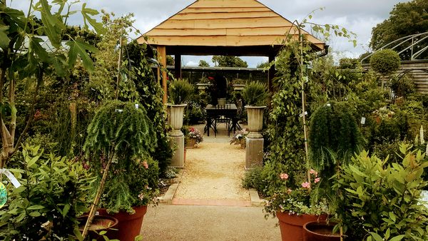 The Tea Room