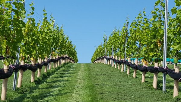 Venn Valley Winery