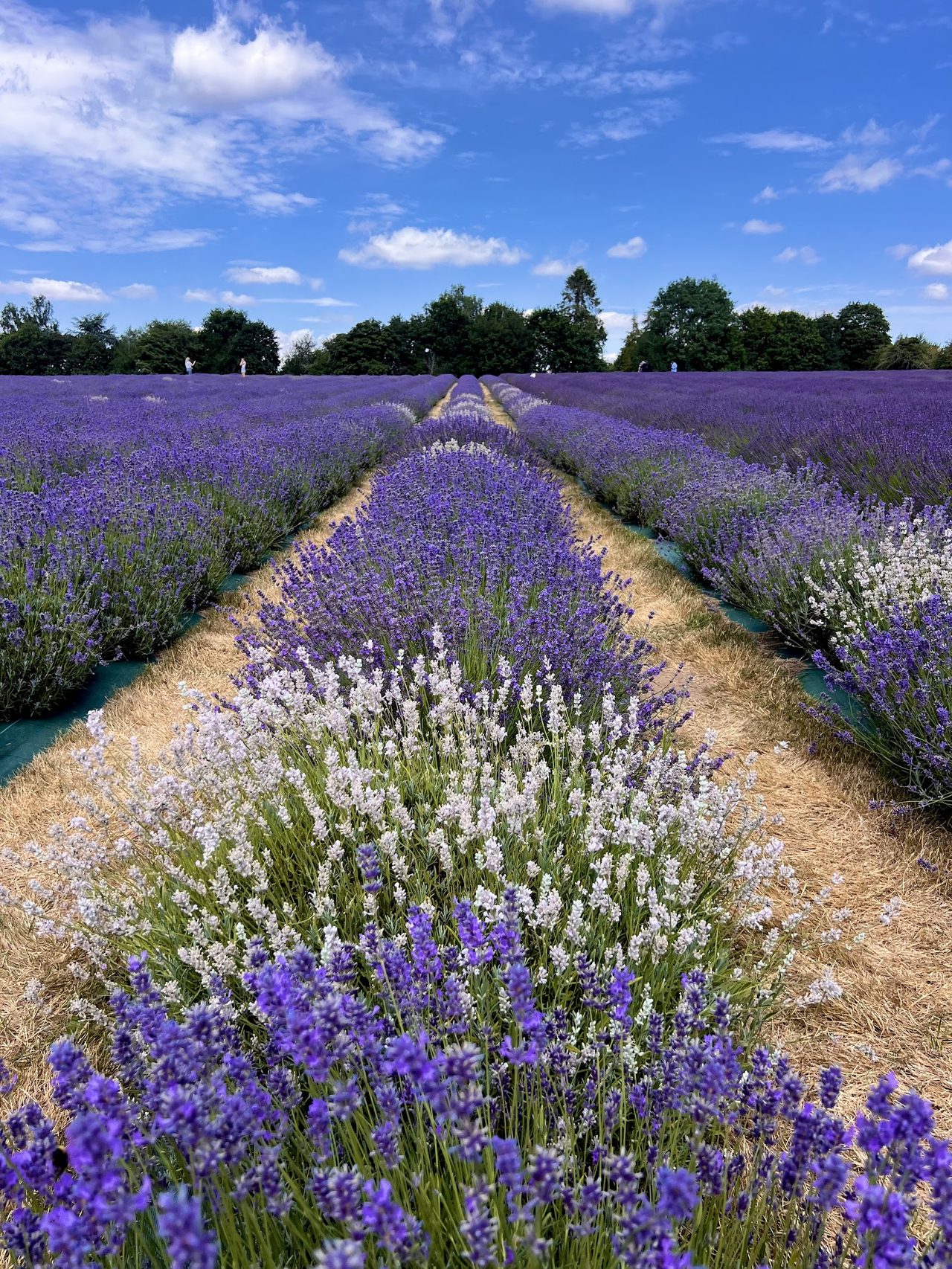 Warwickshire Lavender Farm Cafe
