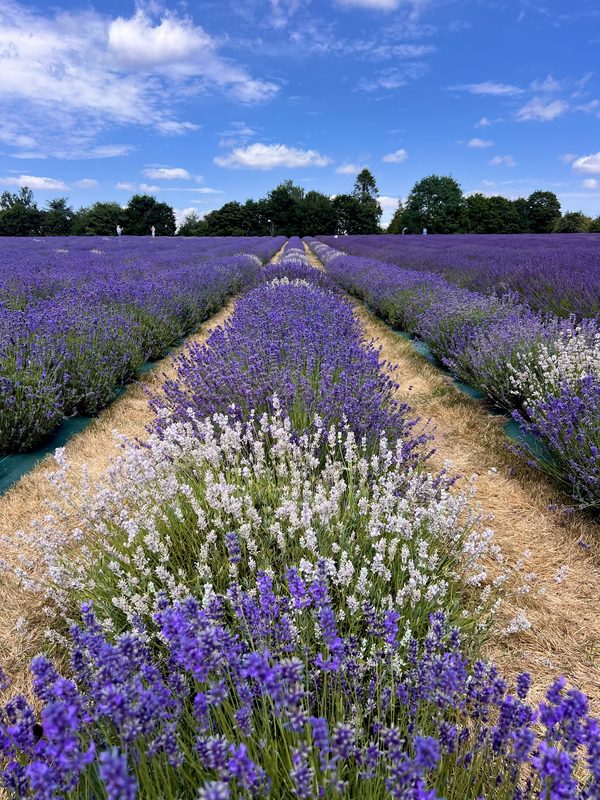 Warwickshire Lavender Farm Cafe