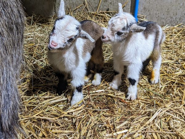 West Barn Pygmy Goats