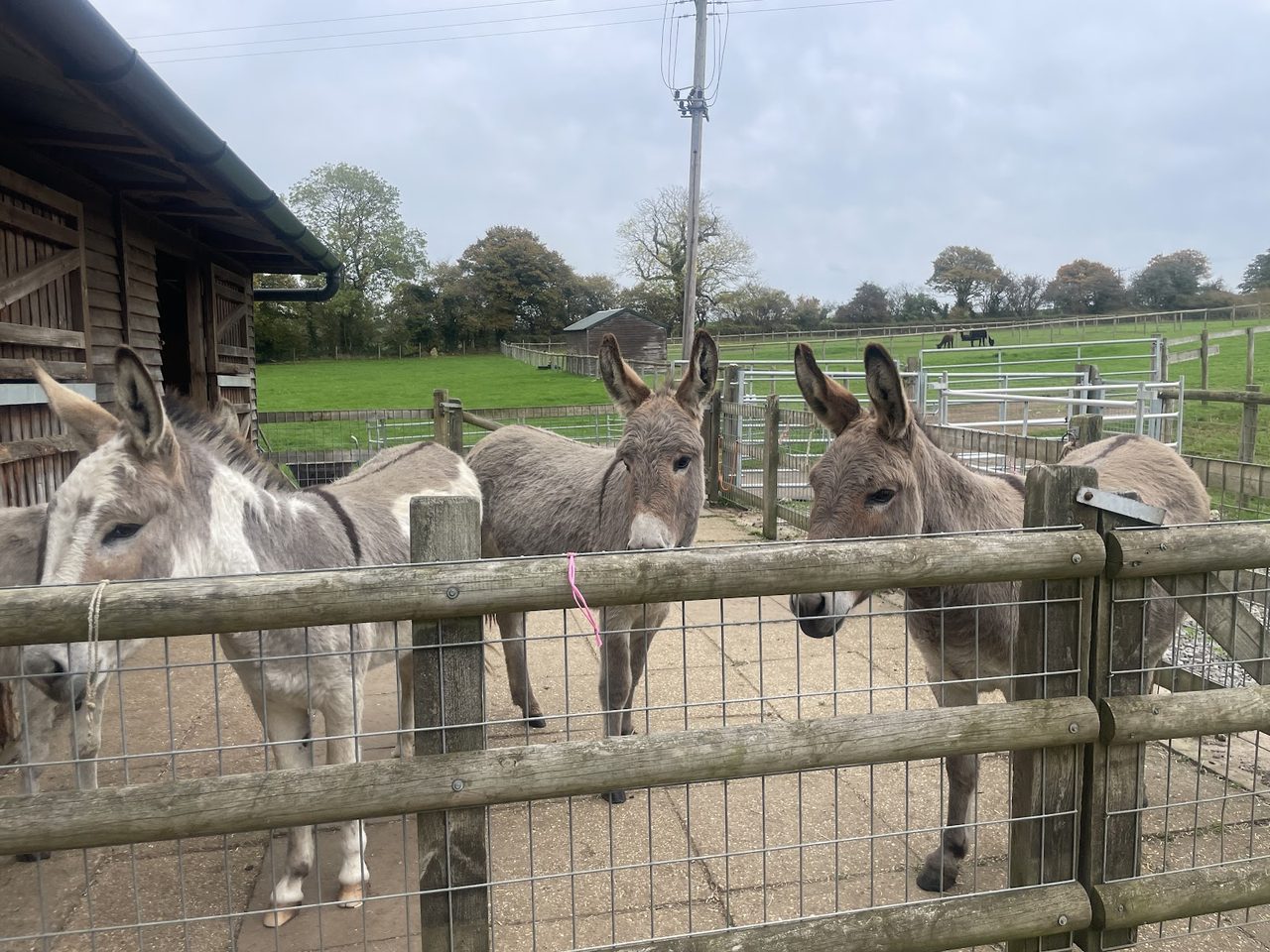 Willow Vale Animal Experience