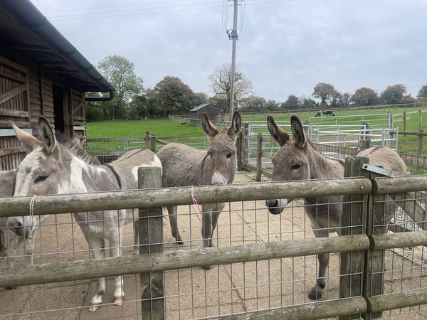 Willow Vale Animal Experience