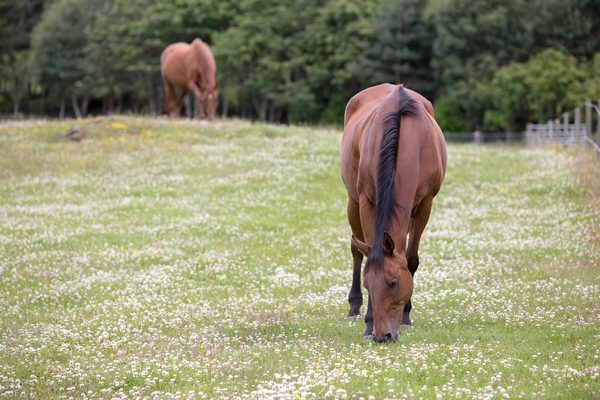 World Horse Welfare
