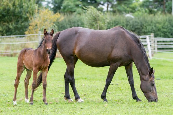 World Horse Welfare