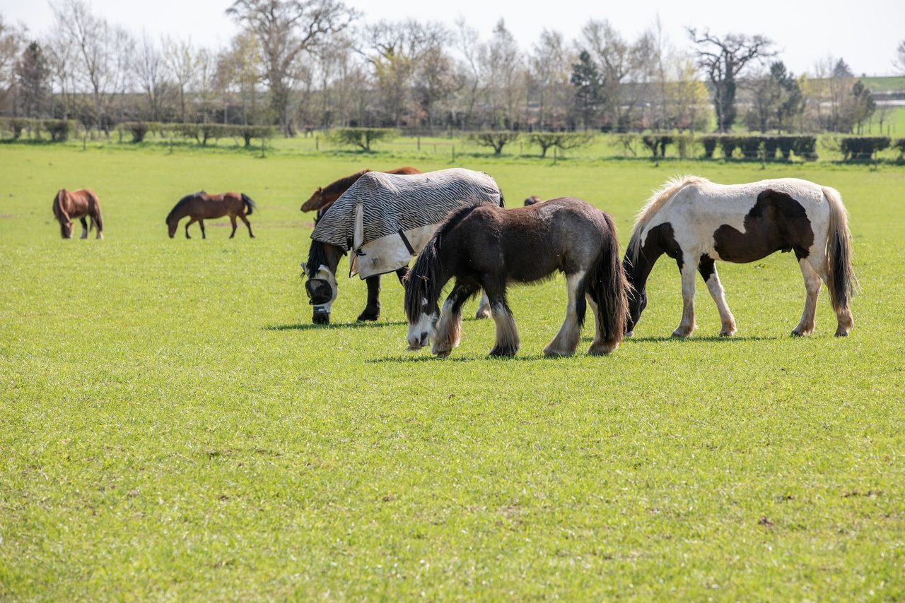 World Horse Welfare Coffee Shop