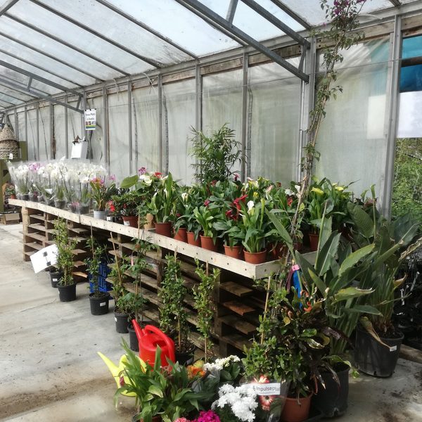 Youngs Nurseries